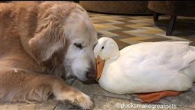 鴨子,狗狗。（圖／翻攝自ducksmakegreatpets IG）