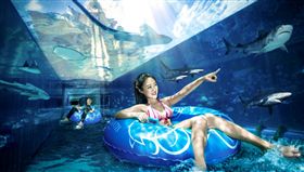 ▲玩刺激的水上活動前，可以先在水世界中的「鯊魚穿越」暖身，感受被鯊魚包圍的驚險體驗。（圖／鳳凰旅遊）