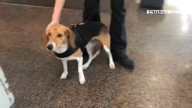 探被踹疫犬1200 23