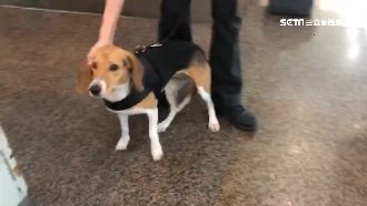 移民官大腳踹…檢疫犬心靈創傷退前線
