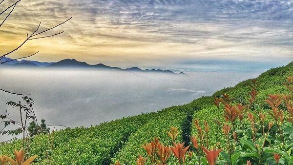 臺灣經典輕旅行　嘉義梅山絕不可錯過