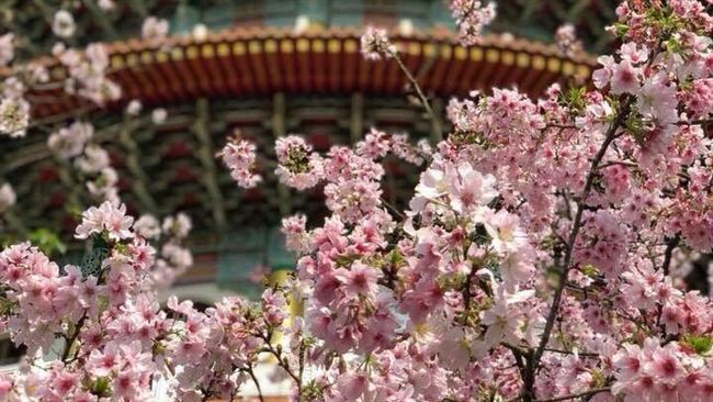 228連假賞花　粉櫻寺廟像秒飛日本