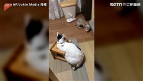 ▲雪貂與喵星人不斷繞著圈子，彷彿進行對峙。（圖／AP/Jukin Media授權）