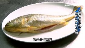 (透視)中國黃魚毒
