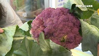 情人節紫色花椰菜夯！男專程買來求婚