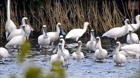 美麗嬌客黑面琵鷺群聚永安濕地（3）