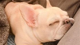 愛紗/周洺甫/寵物/狗/法鬥。翻攝臉書