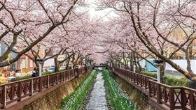 1 鎮海櫻花_shutterstock_790499725.jpg