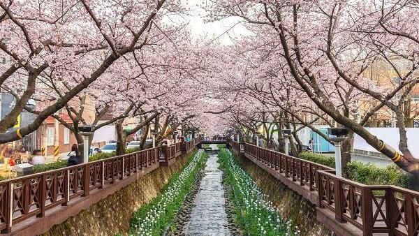 韓國首爾花樂ME　優惠加遊鎮海賞櫻