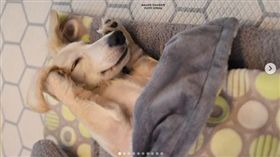 毛小孩「午休」照萌翻！寵物幼稚園老師還要幫忙蓋被被（圖／翻攝自puppyspring_IG）