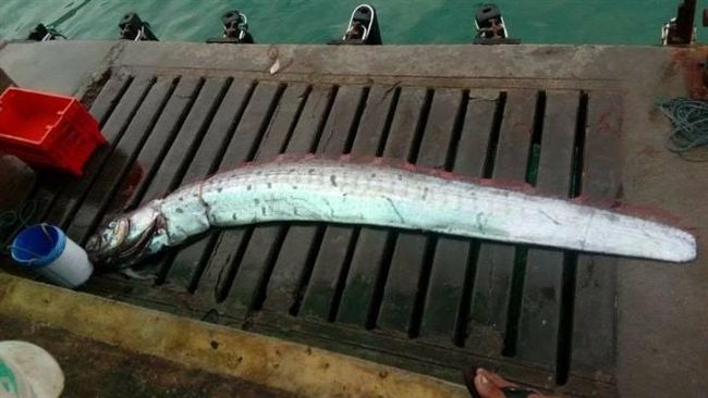 地震魚=天災前兆？研究結果出爐驚呆