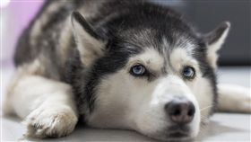 （圖／Pixabay）狗,寵物,哈士奇,二哈