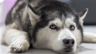 狗狗在家　室溫超過「這溫度」就要開冷氣