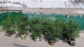 刑事局,大麻,毒品危害防制條例,新北。翻攝畫面
