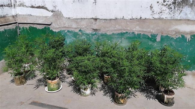 犧牲春節假期蒐證　警破大麻種植工廠