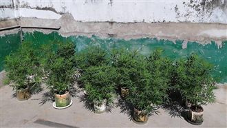 犧牲春節假期蒐證　警破大麻種植工廠