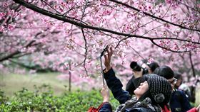 天元宮櫻花繽紛新北市府綠美化環境景觀處7日表示，淡水天元宮後山櫻林有粉白、粉紅、暗紅等不同顏色花瓣，是台灣山櫻與日本櫻花嫁接，吸引攝影愛好者。（市府提供）中央社記者黃旭昇新北傳真  108年2月7日