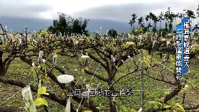 (透視)上將梨不生1800