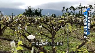 極端氣候溫差大！三星上將梨產量銳減