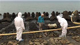 新竹海岸發現疑似死豬　研判為死亡羊隻民眾16日清晨在新竹市浸水地區海岸邊發現疑似死亡豬隻，立刻通報海巡署及相關單位到場處理，經研判為死亡羊隻。（海巡署北部分署第八岸巡隊）中央社記者魯鋼駿傳真　108年2月16日