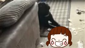 性玩具,狗,包裹,代收,咬爛,鄰居,假陽具,尷尬,害羞　圖／翻攝自YouTube 