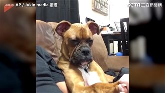 汪星人看電影打瞌睡　呆萌模樣太可愛