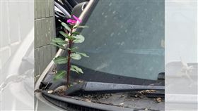 停車,灰塵,花朵,雨刷(圖/翻攝自爆料公社)