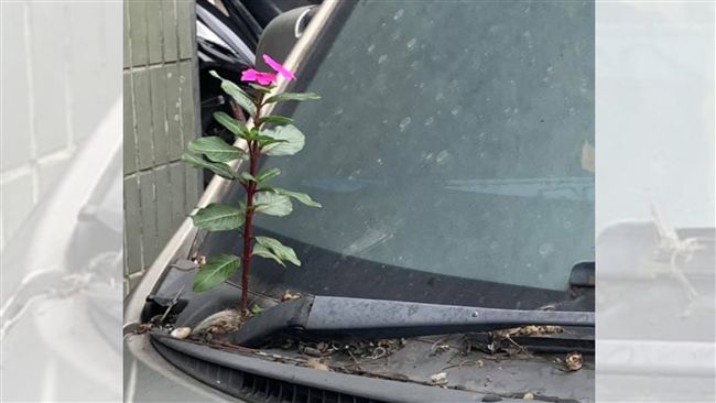 車主佔車位　停到「開花了」！網驚呆
