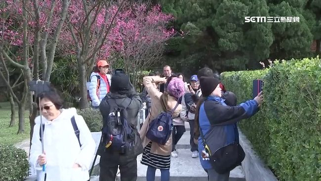陽明山花季開跑！山櫻花杜鵑提前綻放