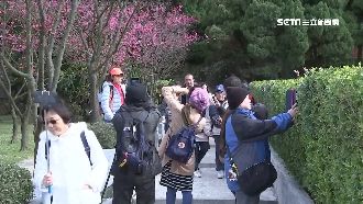陽明山花季開跑！山櫻花杜鵑提前綻放