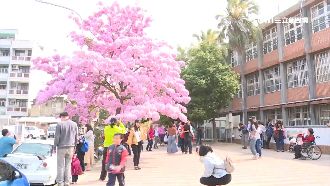 粉色棉花糖！民眾搶拍「一棵」風鈴木
