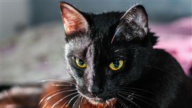 貓咪,貓,黑貓(圖/pixabay)