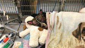 比特犬,燒傷,欄杆,焚燒,美國,憤怒,募捐,狗,虐狗,　圖／翻攝自臉書