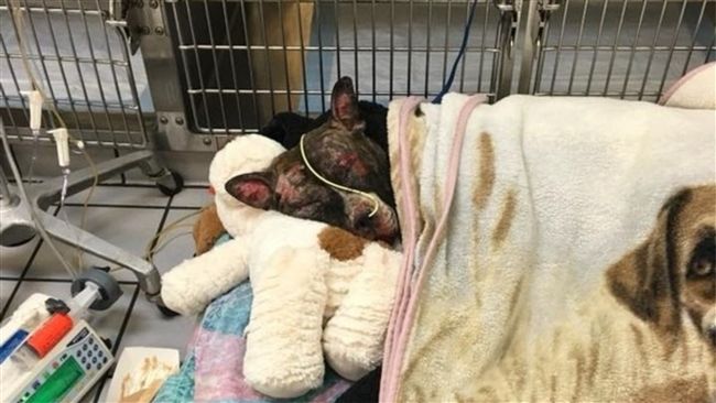 比特犬遭綁欄杆放火…力撐5天離世