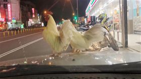 驚見2白雞停在車上…網笑帶回煮來吃　他勸「撿了會衰(圖/爆廢公社)