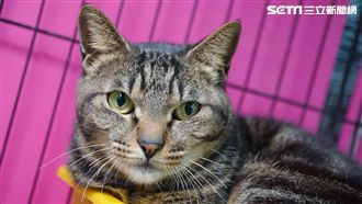 米克斯貓毛色性別解密！這樣猜就對了