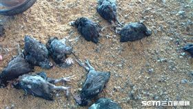 彰化1土雞場染禽流感　逾3隻雞遭撲殺／翻攝畫面