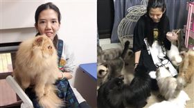 港女,偷渡,寵物,波斯貓,關務署,新北市