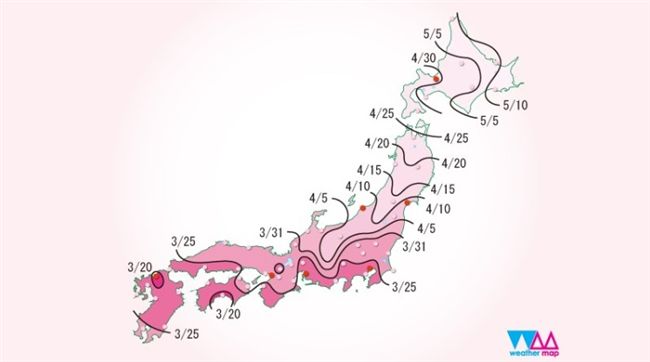 日本今年櫻花盛開期　估東京3/30