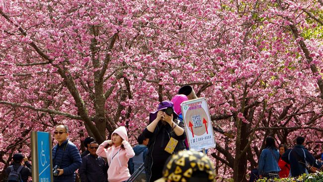 武陵農場櫻花季　管制疏運只到27日
