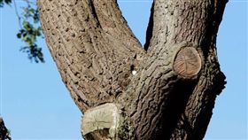 最強保護色！貓頭鷹躲樹上　網友直呼不可能找到牠
太陽報