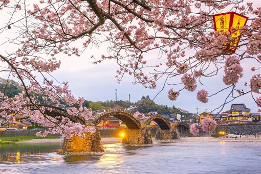 ▲錦帶橋四周約種植了3千株櫻花(圖/shutterstock.com)