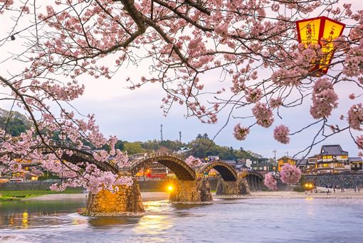 ▲錦帶橋四周約種植了3千株櫻花（圖／shutterstock.com）