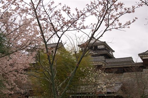▲經過春櫻的點綴,松山城顯得更有活力。(圖/shutterstock.com)