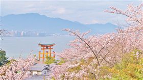 ▲海上紅色鳥居與春櫻同框（圖／shutterstock.com）