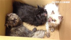 波斯貓,動保處,檢方,台北,翻攝畫面