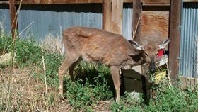 殭屍鹿,CWD,病毒,美國　圖／翻攝自USGS 美國地質調查局