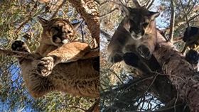 救我拉！美國加州東部日前有屋主報警，表示有「貓困在樹上」，消防人員原先以為只是一般的營救任務，沒想到抵達現場時卻看見­­…（圖／翻攝自@YCGreer、加州漁業和野生動物局）