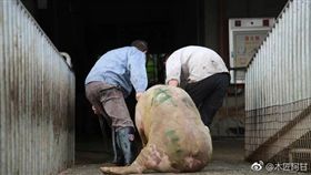 廣西爆發非洲豬瘟 圖翻攝自今報