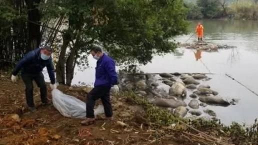 豬屍漂河面！廣西養殖場924頭豬死